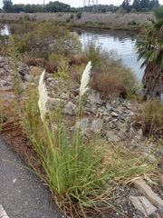 Cortaderia selloana