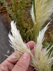 Cortaderia selloana