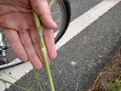 Cortaderia selloana