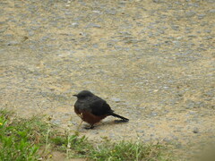 Thamnolaea cinnamomeiventris