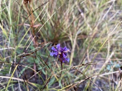 Penstemon procerus