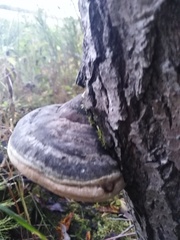 Phellinus nigricans