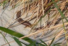 Oligosoma polychroma