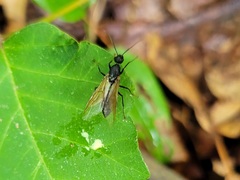 Camponotus