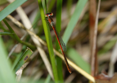 Agriocnemis dobsoni