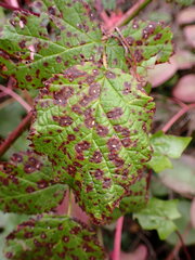 Sphaerulina westendorpii