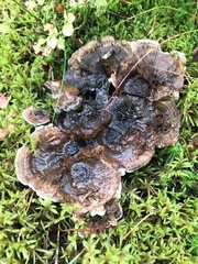 Phellodon niger