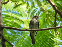 Muscicapa sibirica