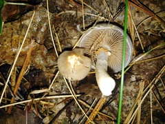 Stropharia caerulea