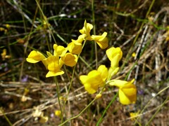 Utricularia odorata