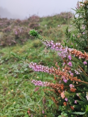 Erica vagans
