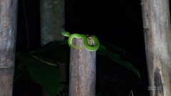 Trimeresurus stejnegeri