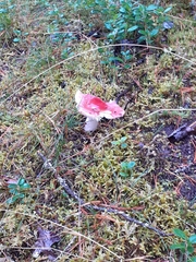 Russula sanguinea