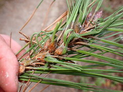 Thecodiplosis piniradiatae