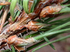 Thecodiplosis piniradiatae