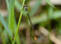 Agriocnemis dobsoni