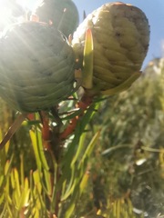 Leucadendron