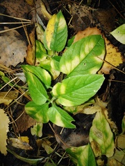 Stellaria bungeana
