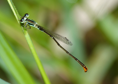 Agriocnemis dobsoni