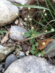 Androsace filiformis