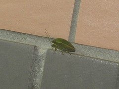 Glaucias