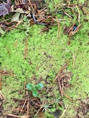 Sphagnum