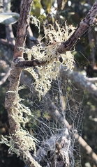 Ramalina