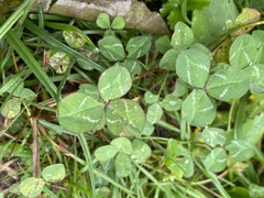 Trifolium