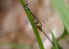 Agriocnemis dobsoni