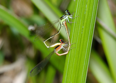 Agriocnemis dobsoni