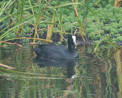Fulica cristata
