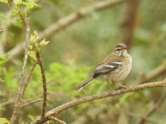 Cercotrichas leucophrys