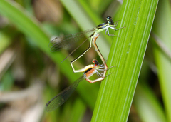 Agriocnemis dobsoni