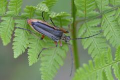 Stenocorus meridianus