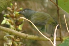 Phainoptila melanoxantha