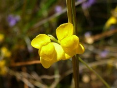 Utricularia odorata