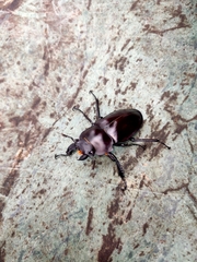 Neolucanus maximus vendli