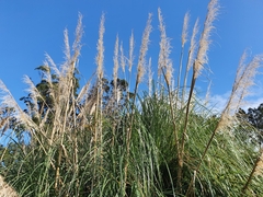 Cortaderia
