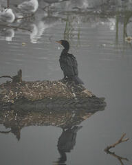 Microcarbo africanus africanus