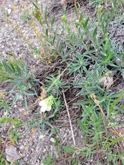 Onosma simplicissima