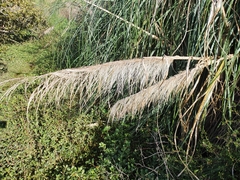 Cortaderia