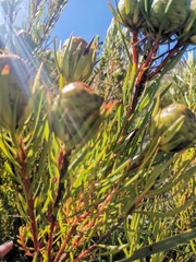 Leucadendron