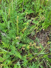 Onosma simplicissima