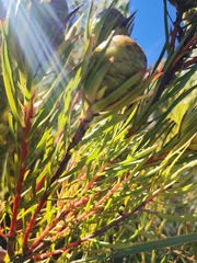 Leucadendron