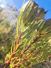 Leucadendron