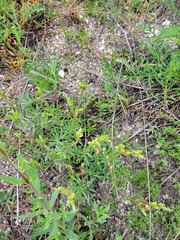 Onosma simplicissima