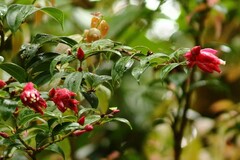 Cavendishia bracteata