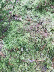 Sphagnum