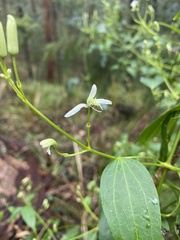 Clematis glycinoides
