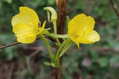 Oenothera